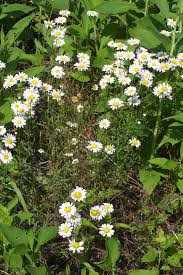 Attēlu rezultāti vaicājumam “Leucanthemum vulgare flower”