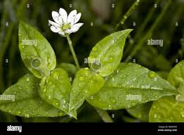 Attēlu rezultāti vaicājumam “Moehringia trinervia flower”