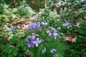 Attēlu rezultāti vaicājumam “Lunaria rediviva flower”