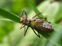 Attēlu rezultāti vaicājumam “Cordulidae”