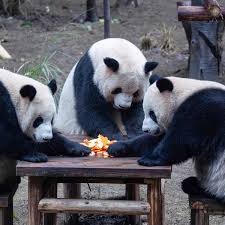Résultat de recherche d'images pour "pandas"