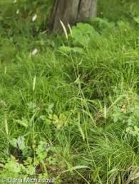 Attēlu rezultāti vaicājumam “Hordelymus europaeus fruit”