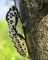 Attēlu rezultāti vaicājumam “Aporia crataegi pupa”