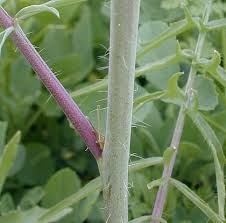 Attēlu rezultāti vaicājumam “Sisymbrium altissimum leaf”