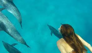 Image result for Durley Dolphin Diver
