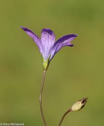 Image result for Campanula patula