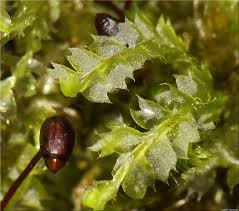 Attēlu rezultāti vaicājumam “Lophocolea bidentata”
