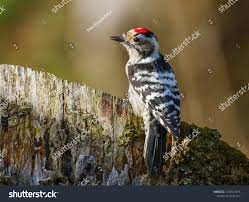 Attēlu rezultāti vaicājumam “Dendrocopos minor male”