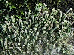 Attēlu rezultāti vaicājumam “Cladonia fimbriata”