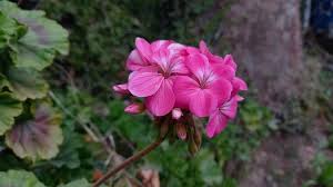 Attēlu rezultāti vaicājumam “Geranium palustre flower”