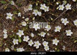 Attēlu rezultāti vaicājumam “Sagina nodosa leaf”