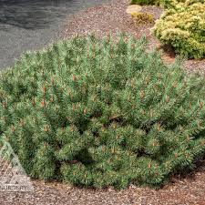 Attēlu rezultāti vaicājumam “Pinus sylvestris var. borussica”