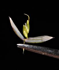 Attēlu rezultāti vaicājumam “Holcus lanatus”