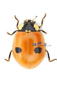 Attēlu rezultāti vaicājumam “Adalia bipunctata”