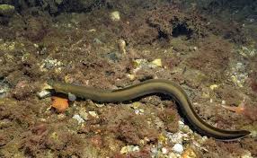 Image result for Anguilla anguilla