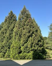 Attēlu rezultāti vaicājumam “Thuja plicata”