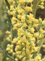 Attēlu rezultāti vaicājumam “Artemisia vulgaris flower”