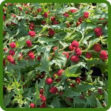 Attēlu rezultāti vaicājumam “Chenopodium foliosum”