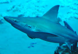 Image result for Carcharhinus plumbeus
