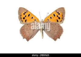 Attēlu rezultāti vaicājumam “Lycaena phlaeas underside”