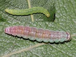 Attēlu rezultāti vaicājumam “Agonopterix ocellana”