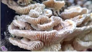 Attēlu rezultāti vaicājumam “Lenzites betulina”