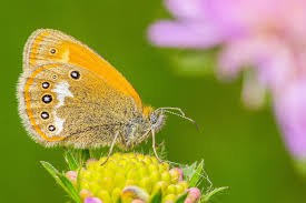 Attēlu rezultāti vaicājumam “Coenonympha glycerion”