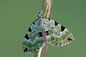 Attēlu rezultāti vaicājumam “Colostygia pectinataria female”