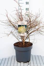 Attēlu rezultāti vaicājumam “Kurzia pauciflora”