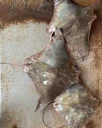 Image result for Rhinoptera brasiliensis