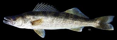 Image result for Sander canadensis/vitreus