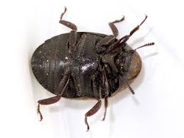 Attēlu rezultāti vaicājumam “Byrrhidae”