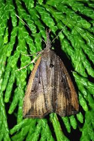 Attēlu rezultāti vaicājumam “Hypena rostralis”