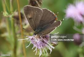 Attēlu rezultāti vaicājumam “Thecla betulae male”