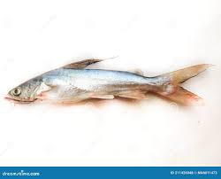 Image result for Bagre marinus