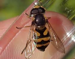 Attēlu rezultāti vaicājumam “Didea alneti”