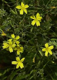 Attēlu rezultāti vaicājumam “Mycelis muralis flower”