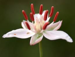 Attēlu rezultāti vaicājumam “Butomaceae”