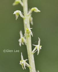 Attēlu rezultāti vaicājumam “Malaxis monophyllos flower”