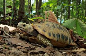 Attēlu rezultāti vaicājumam “Tortula lingulata”