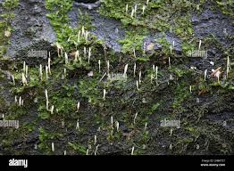 Attēlu rezultāti vaicājumam “Eocronartium muscicola”