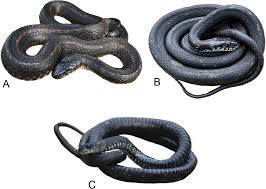 Attēlu rezultāti vaicājumam “Natrix natrix”