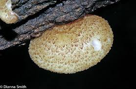 Attēlu rezultāti vaicājumam “Stemonitis pallida var. rubescens macro”