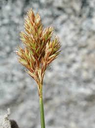 Attēlu rezultāti vaicājumam “Carex leporina”