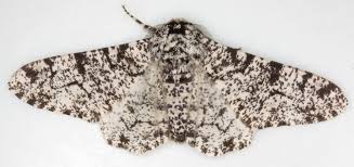 Attēlu rezultāti vaicājumam “Biston betularia”