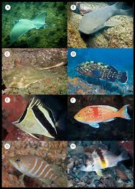 Image result for Myliobatis freminvillei