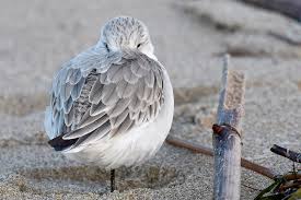 Attēlu rezultāti vaicājumam “Calidris alba adult”