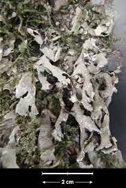Attēlu rezultāti vaicājumam “Parmelia submontana”