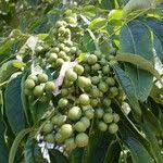 Attēlu rezultāti vaicājumam “Phellodendron amurense fruit”