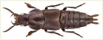 Attēlu rezultāti vaicājumam “Quedius dilatatus”